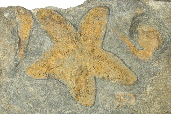 Feathery Starfish Fossil With Carpoids - Kaid Rami, Morocco #252153